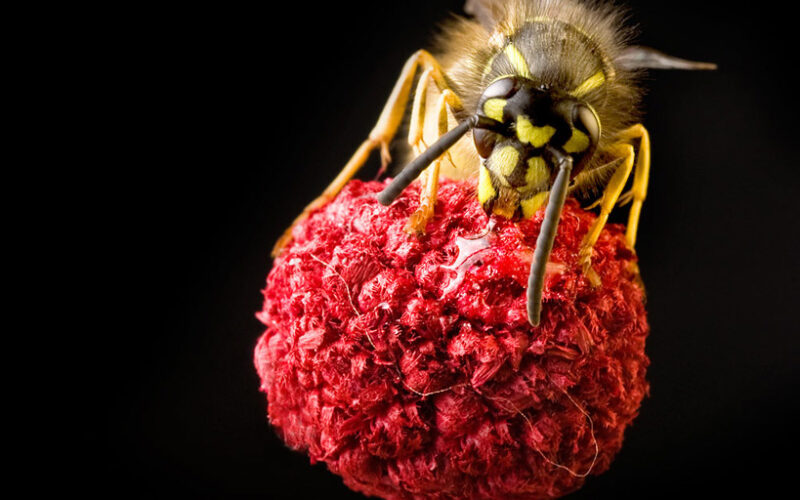 Macro Photography Courses